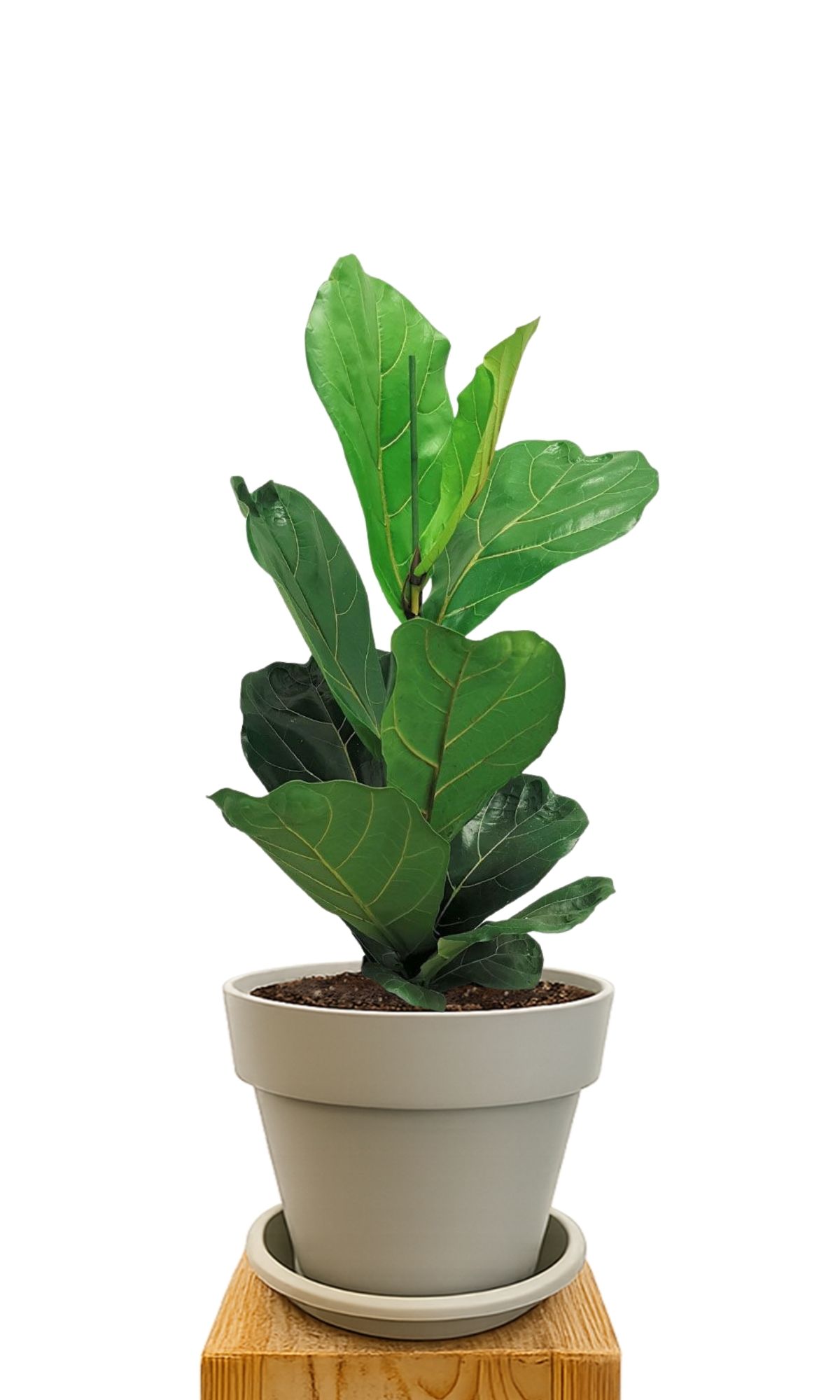 Plant kit 30 Sand